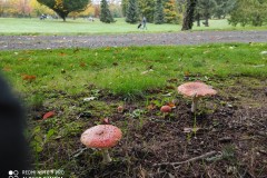 IMG_20201023_120656